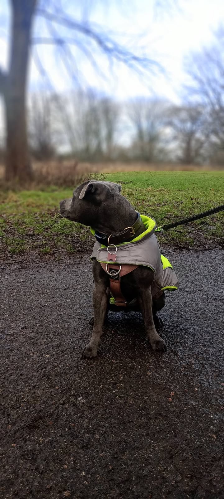 Pawsitive Vibes - Your Local Friendly Dog Walker