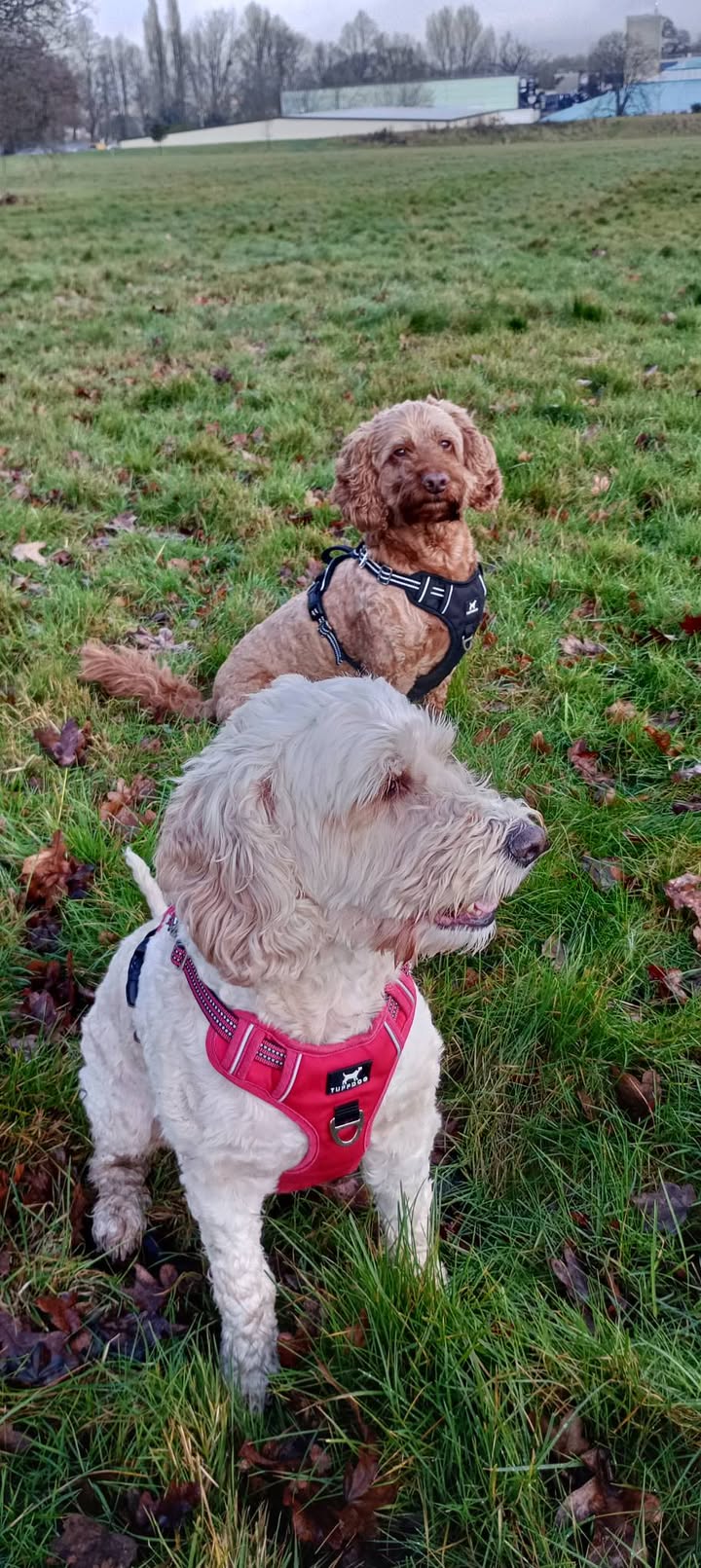 Pawsitive Vibes - Your Local Friendly Dog Walker