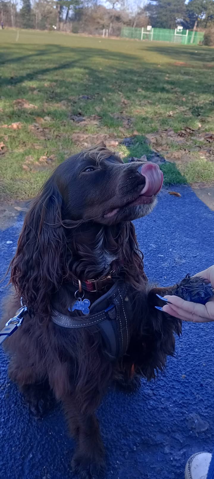 Pawsitive Vibes - Your Local Friendly Dog Walker