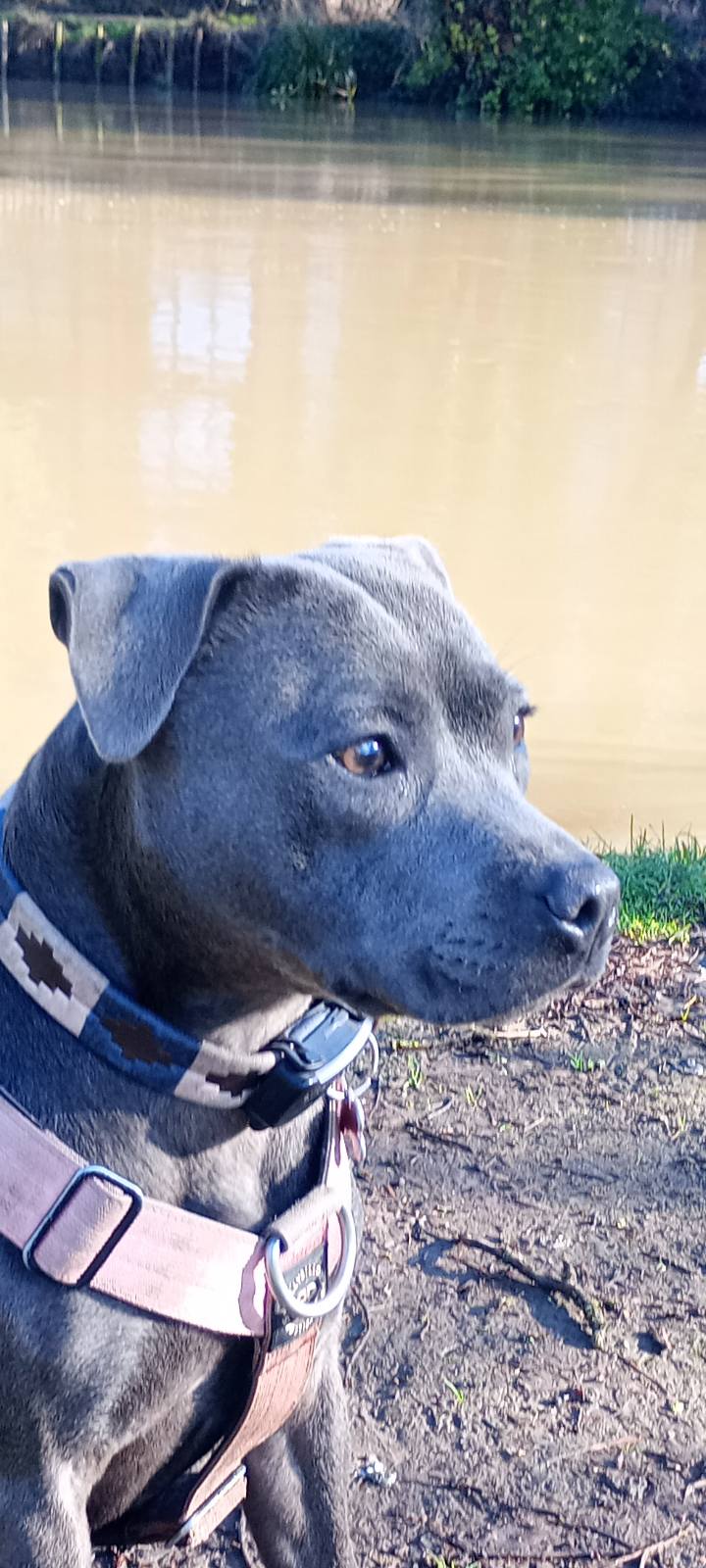 Pawsitive Vibes - Your Local Friendly Dog Walker