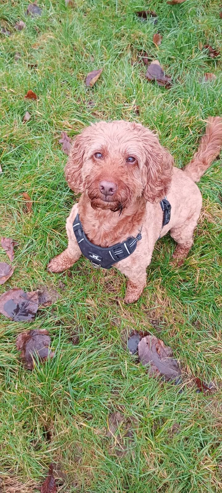 Pawsitive Vibes - Your Local Friendly Dog Walker