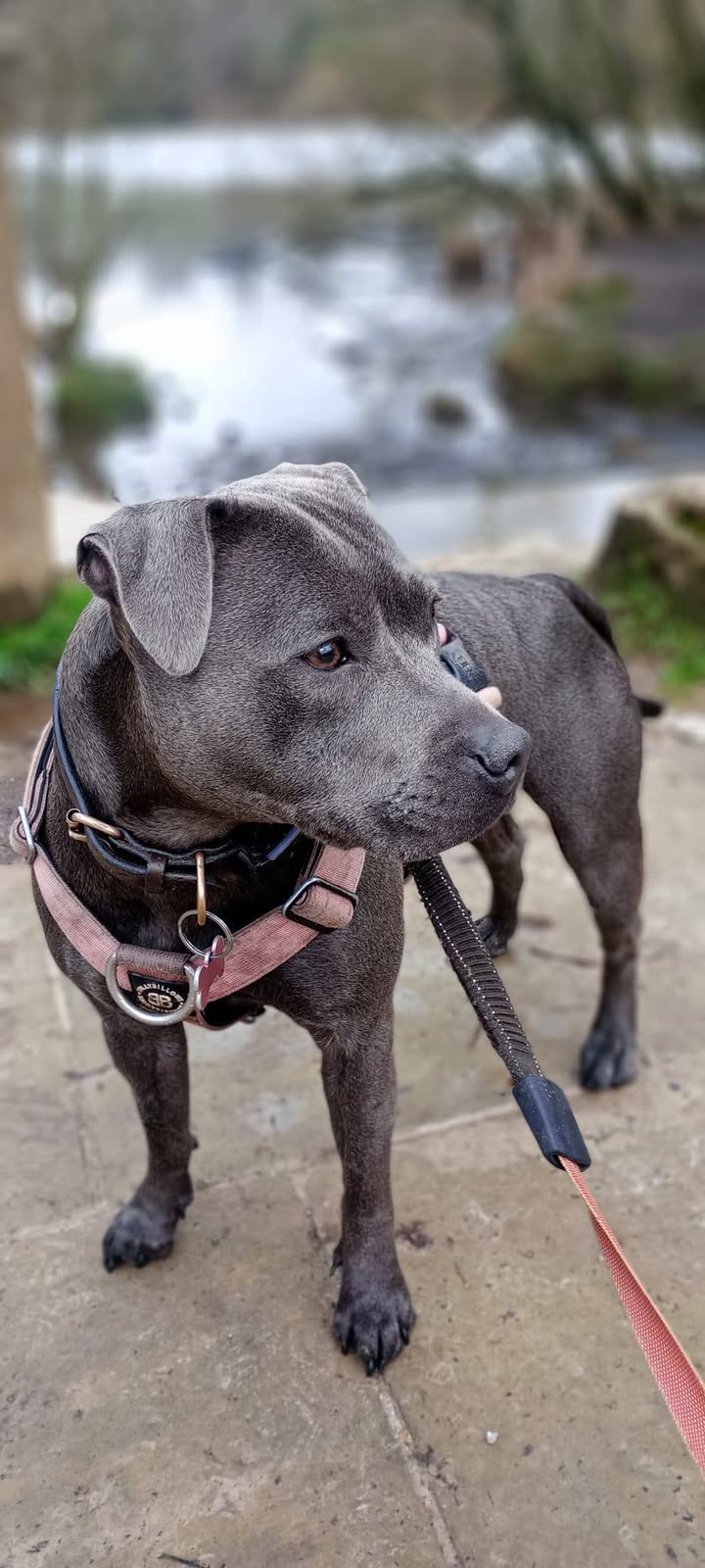 Pawsitive Vibes - Your Local Friendly Dog Walker