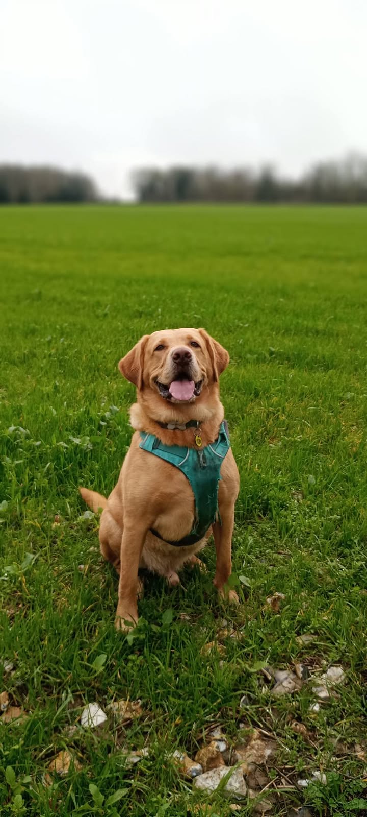 Pawsitive Vibes - Your Local Friendly Dog Walker