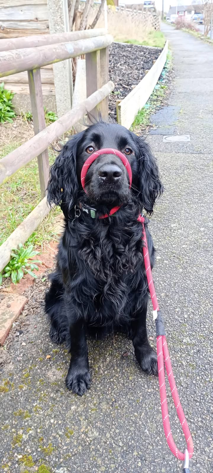 Pawsitive Vibes - Your Local Friendly Dog Walker